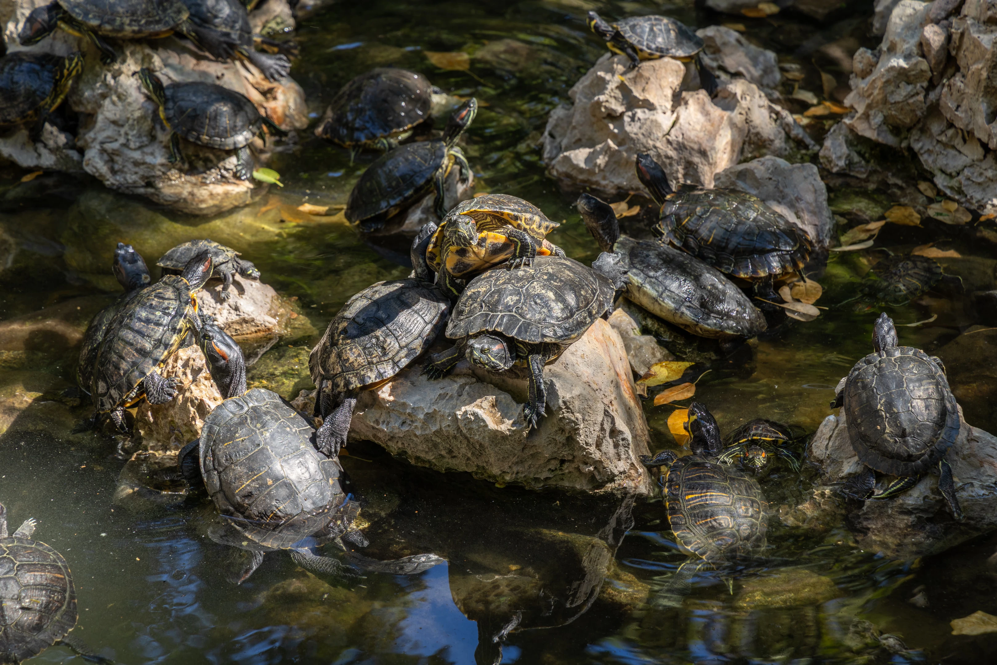Turtles in a pond in the National Garden.