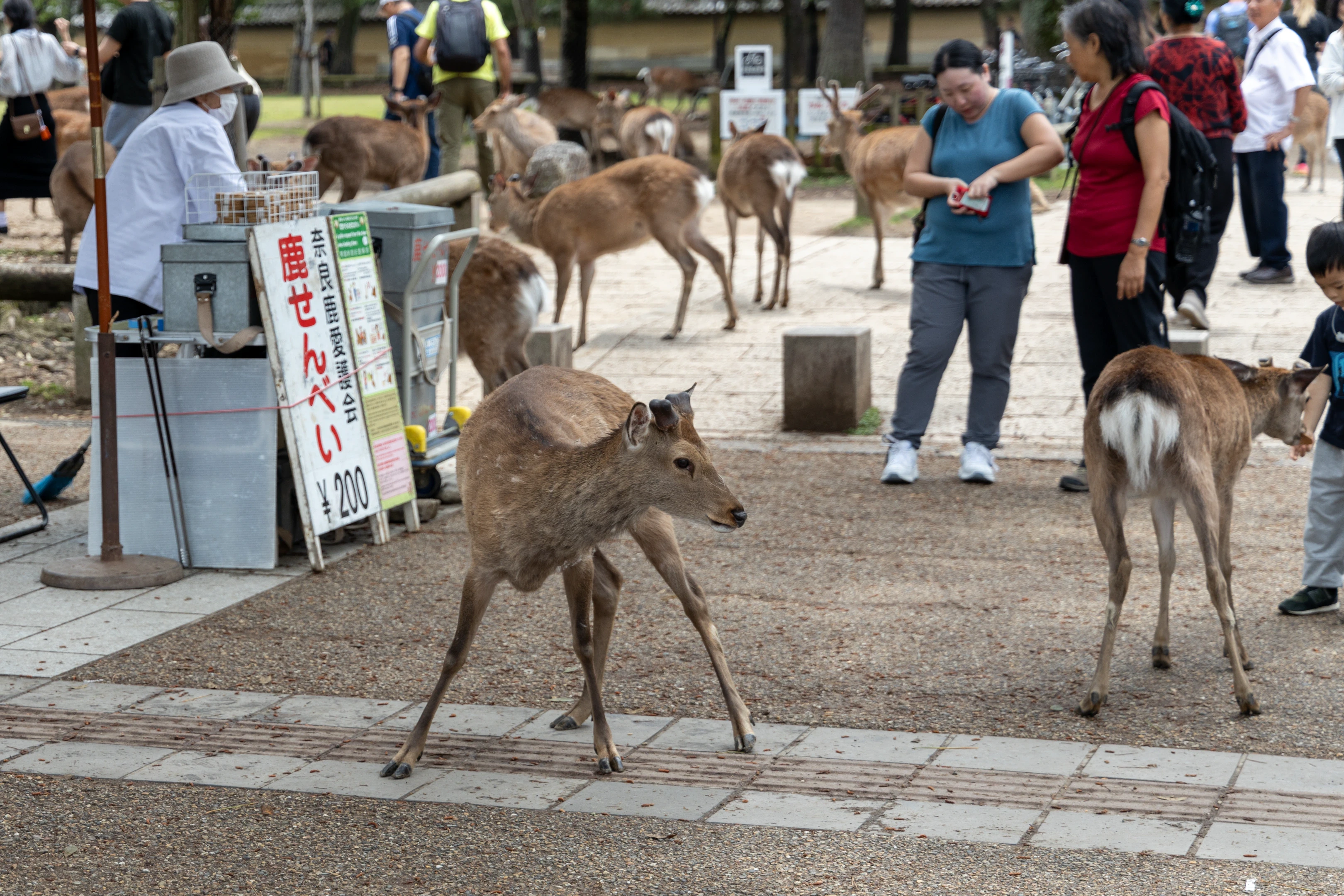 Tame deer in Nara